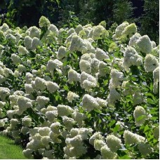 Hydrangea Paniculata 